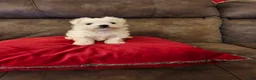 Maltese dogs for sale: Maltese Puppy 2 - Ad 1