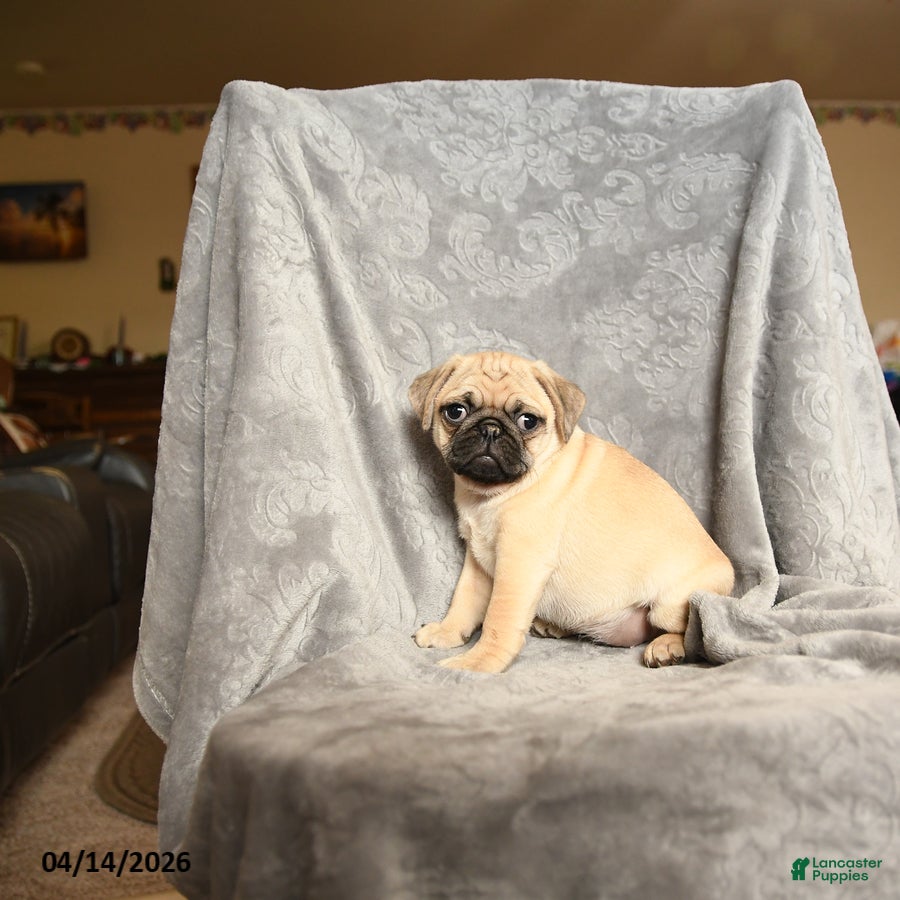 Pug dogs Tammy - Ad 2