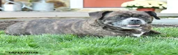 Mixed Breed dogs for sale: Autumn - Ad 4