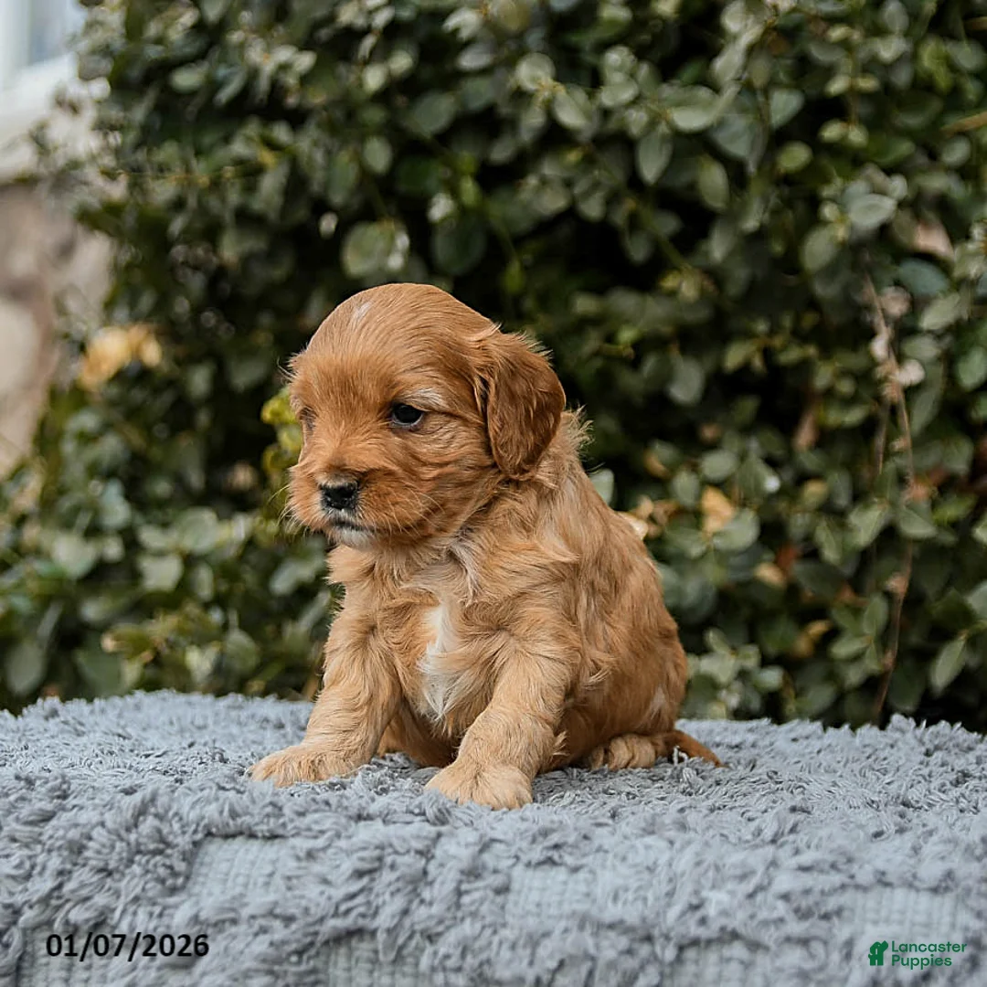 Cavapoo dogs for sale: Mighty - Ad 4