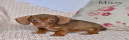 Miniature Dachshund dogs for sale: Mitsy - Ad 4