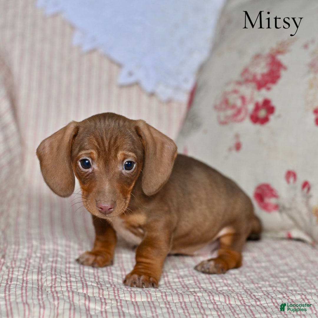 Miniature Dachshund dogs for sale: Mitsy - Ad 4