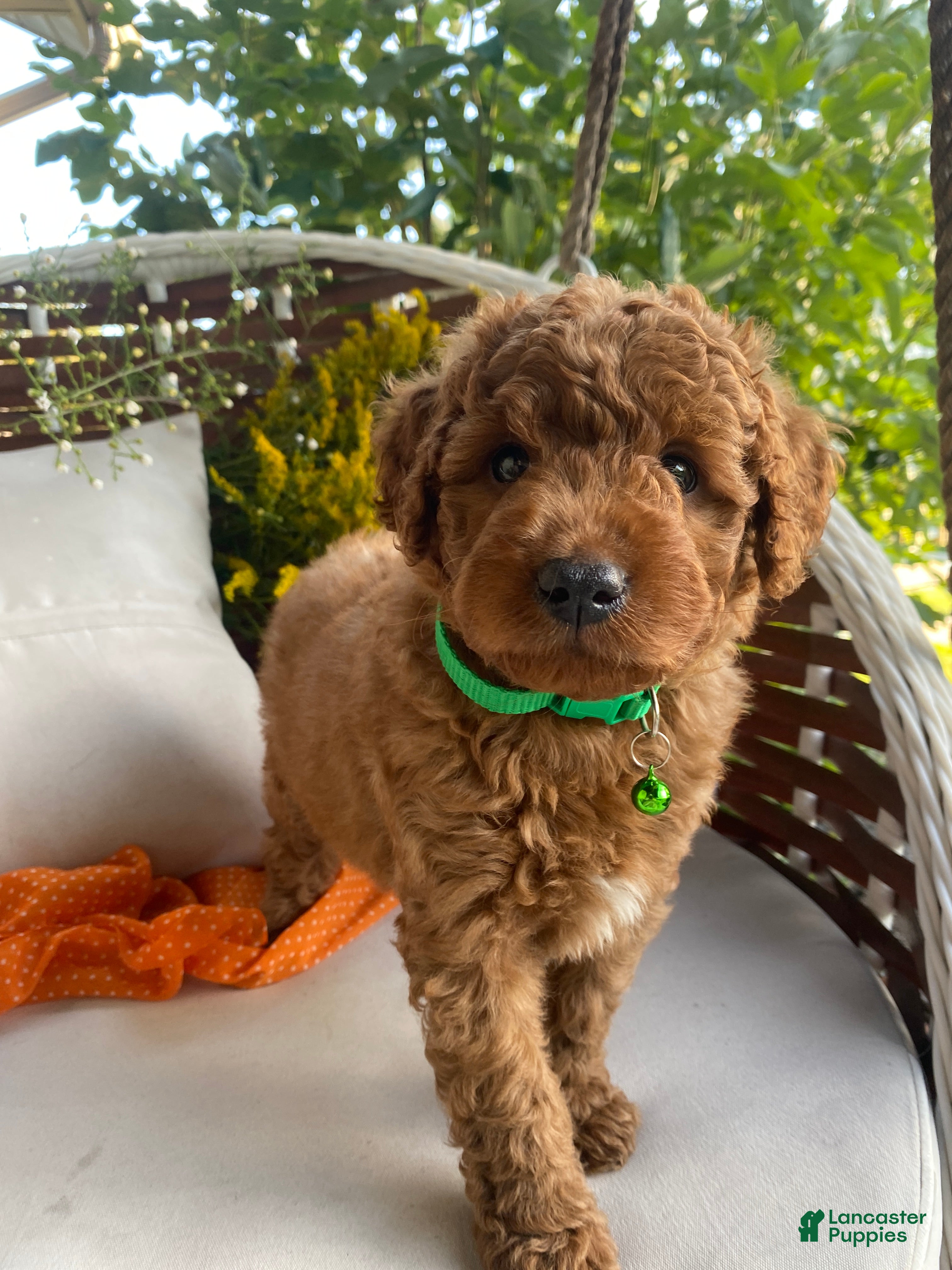 Miniature Labradoodle dogs Miles - Ad 1