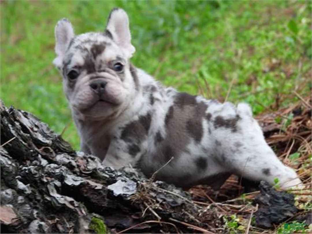 Gallery Image {{count}}