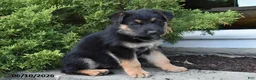 Mixed Breed dogs for sale: Kenny - Ad 2
