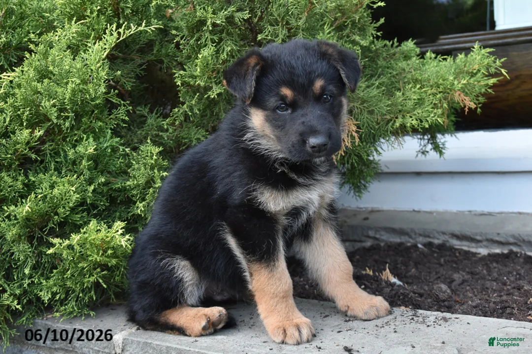 Mixed Breed dogs for sale: Kenny - Ad 2