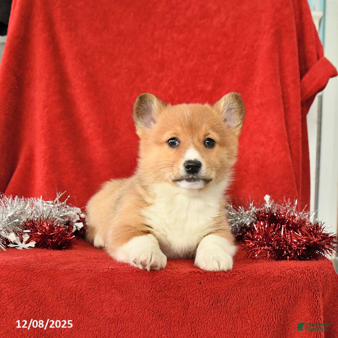 Welsh Corgi Pembroke dogs for sale: Jingle  - Ad 2