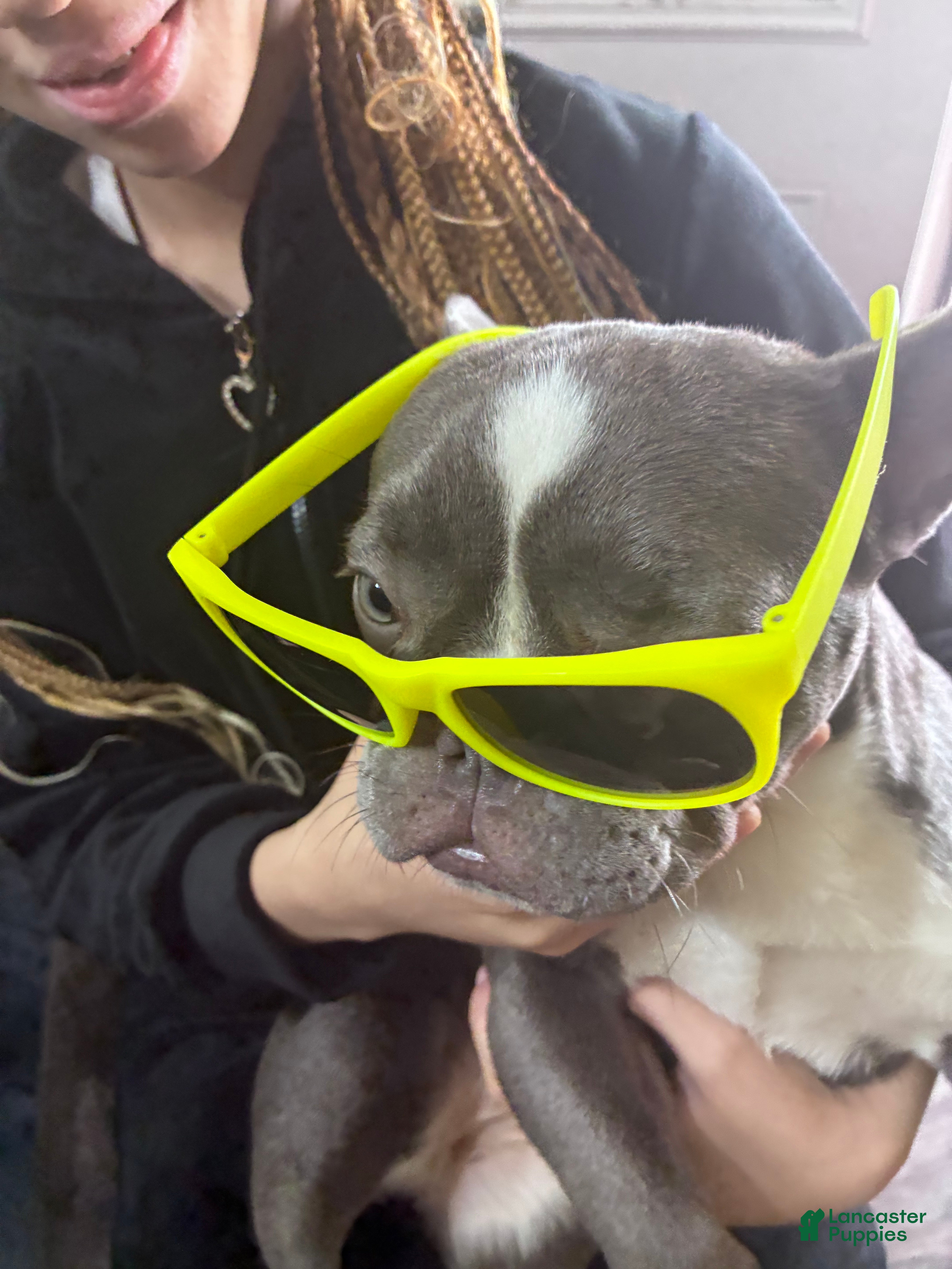 French Bulldog dogs for sale: French Bulldog Puppy 1 - Ad 2