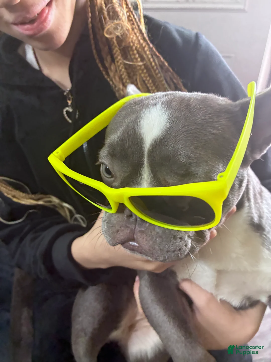 French Bulldog dogs for sale: French Bulldog Puppy 1 - Ad 1
