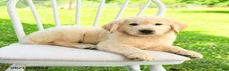 Mixed Breed dogs for sale: Austin - Ad 2