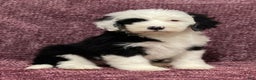 Sheepadoodle dogs for sale: Kacey - Ad 1
