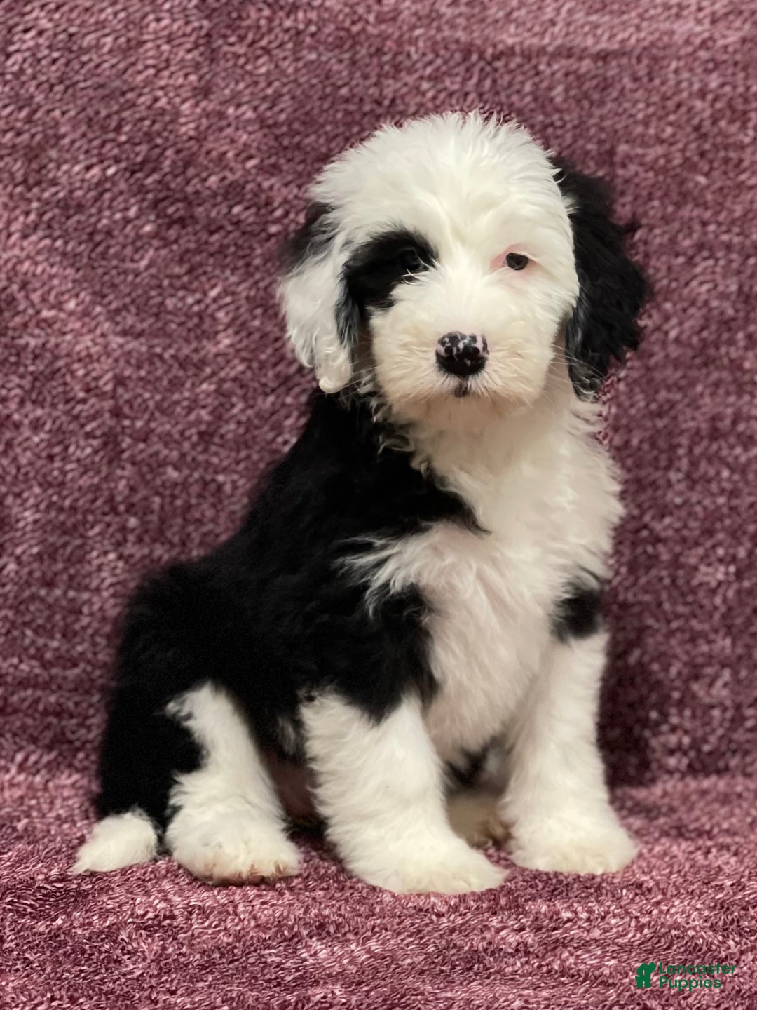 Sheepadoodle dogs for sale: Kacey - Ad 1