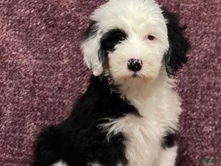 Sheepadoodle dogs Kacey - Ad 13