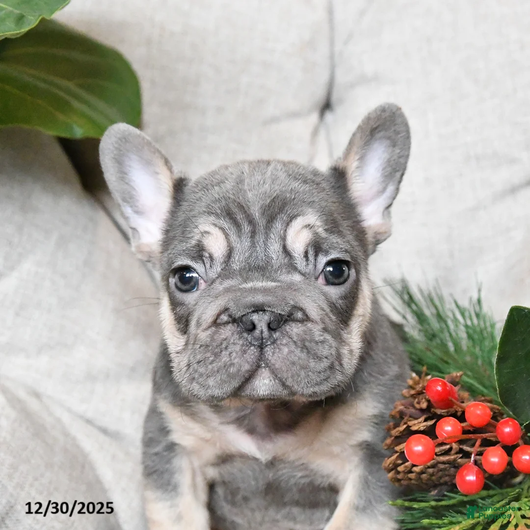 French Bulldog dogs for sale: Teddy - Ad 5