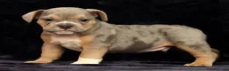 Beabull dogs for sale: Captain - Ad 6