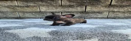 French Bulldog dogs for sale: Jazz - Ad 4