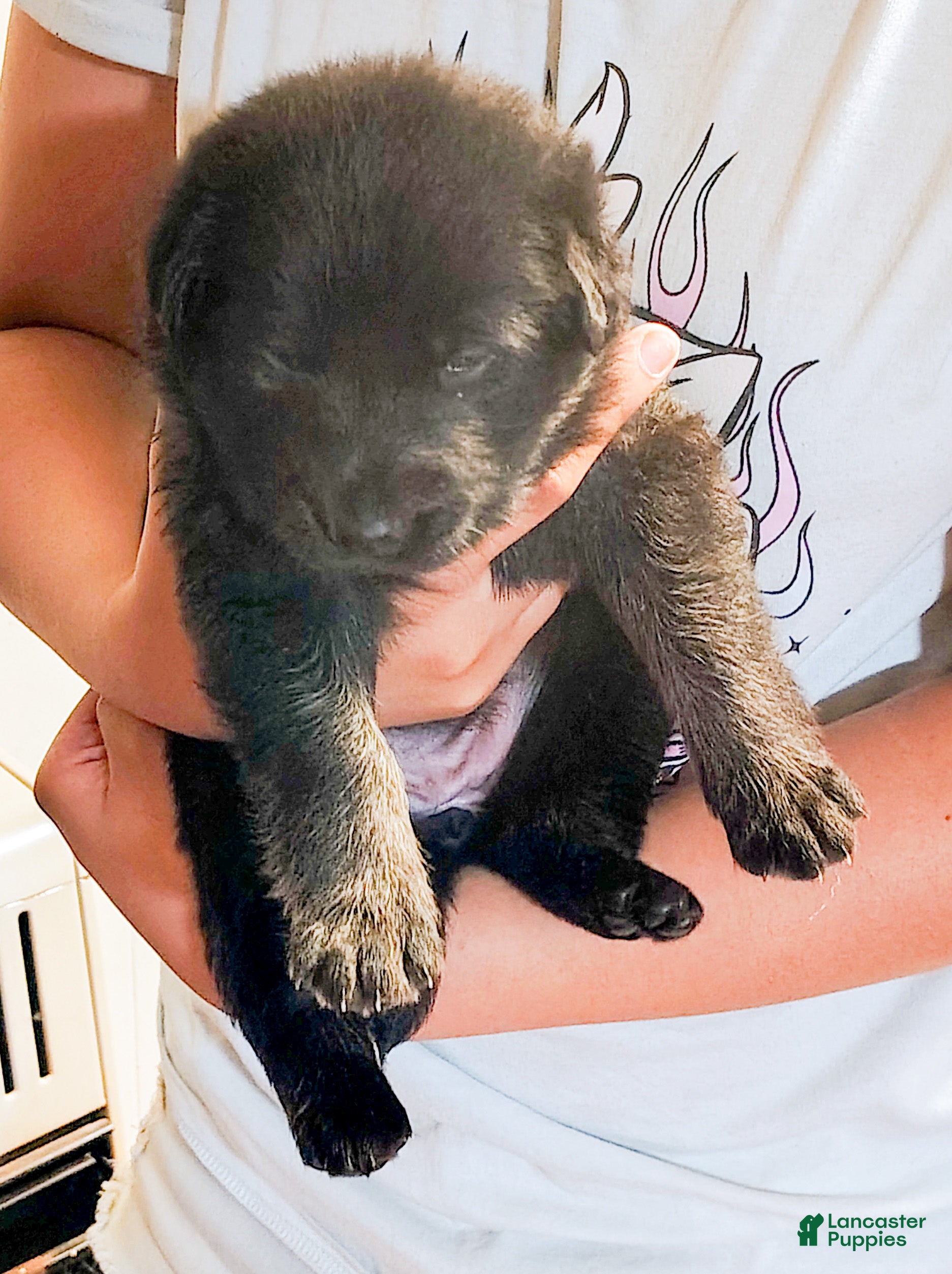 German Shepherd dogs AKC German Shepherd Puppy 1 - Ad 1