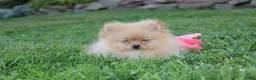 Pomeranian dogs for sale: Finn - Ad 5