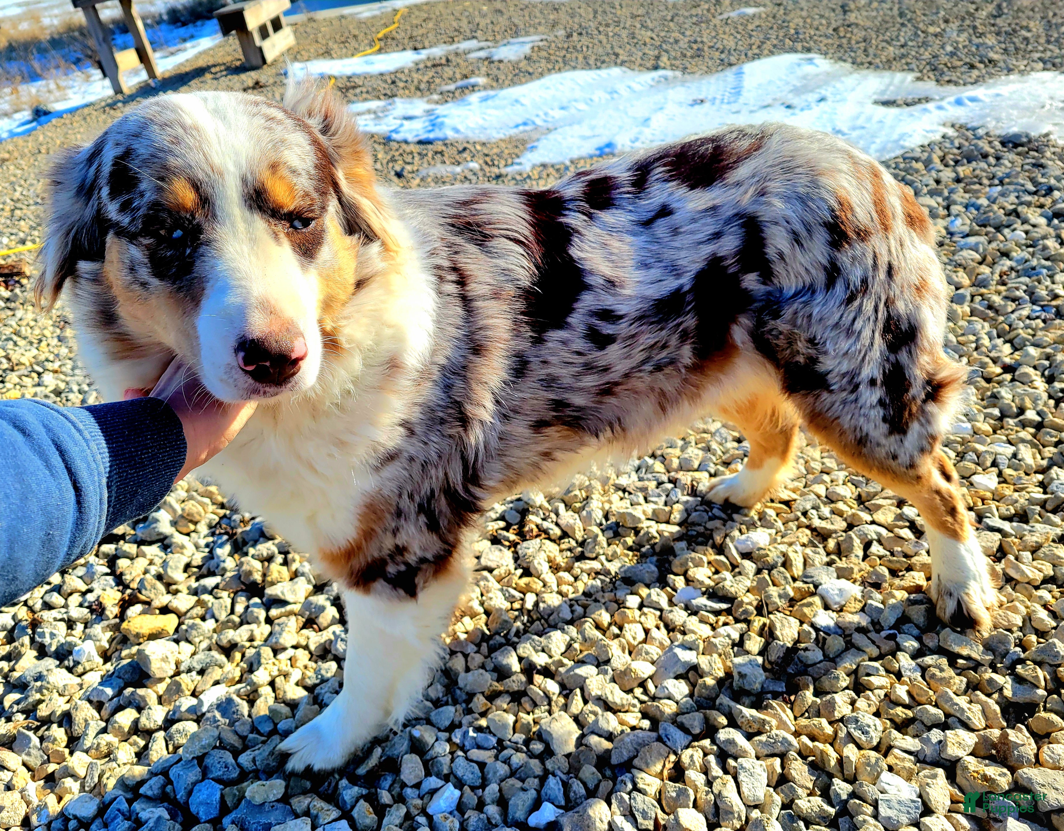 Australian Shepherd dogs Zera - Ad 13