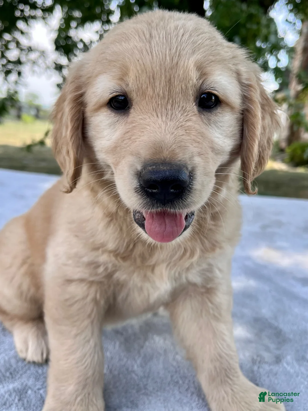 Golden Retriever dogs for sale: Duke - Ad 5