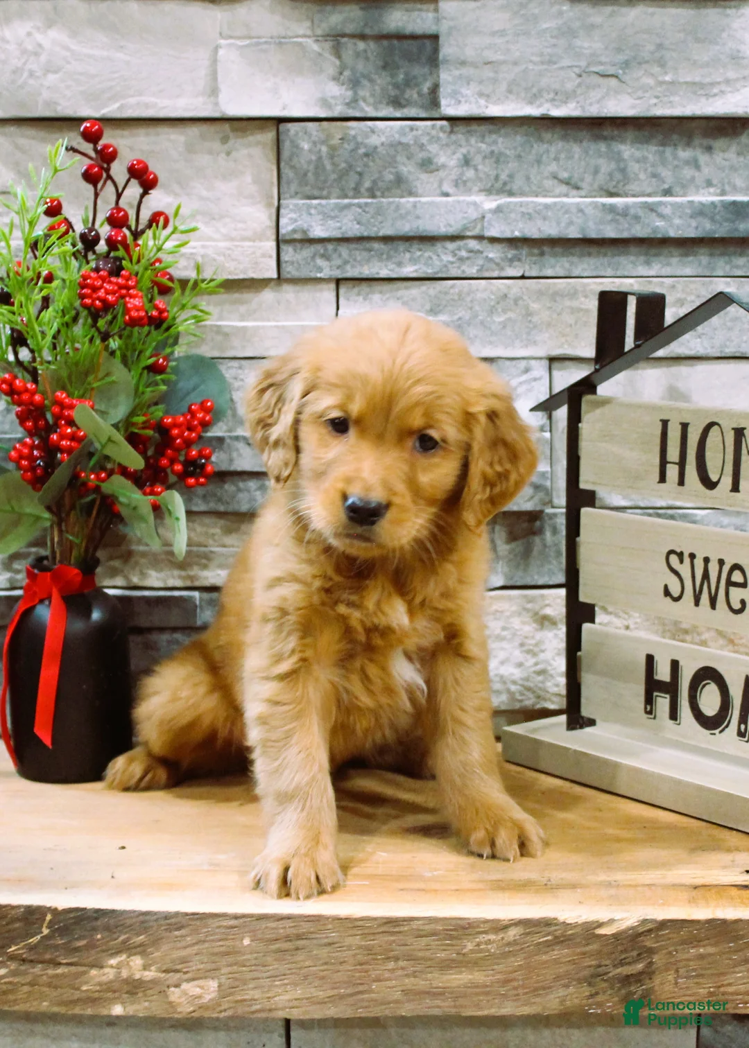 Golden Retriever dogs for sale: Golden Retriever Puppy 2 - Ad 1