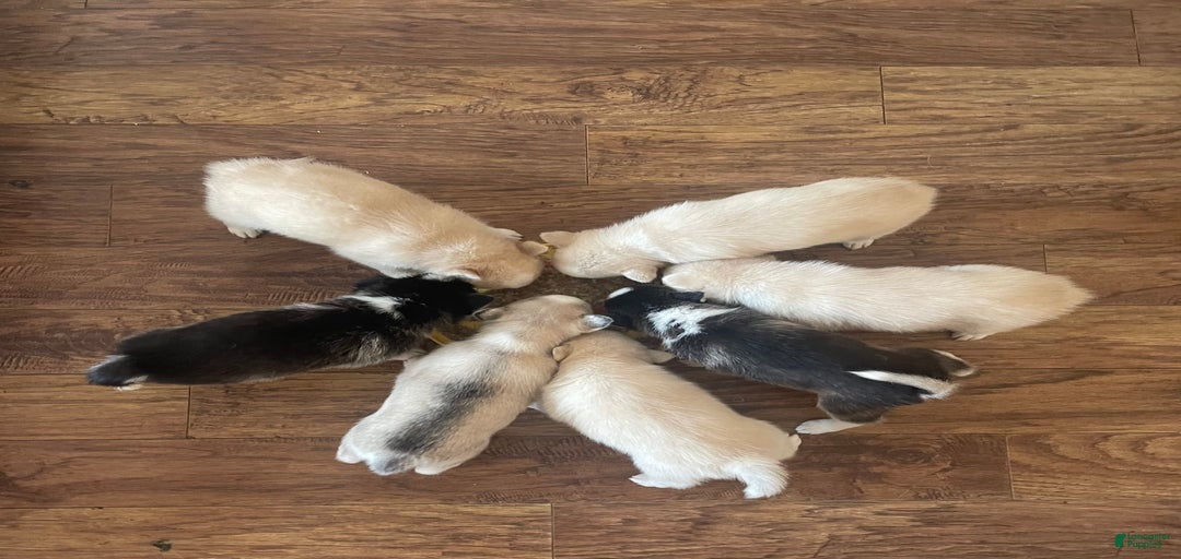 Gallery Image {{count}}