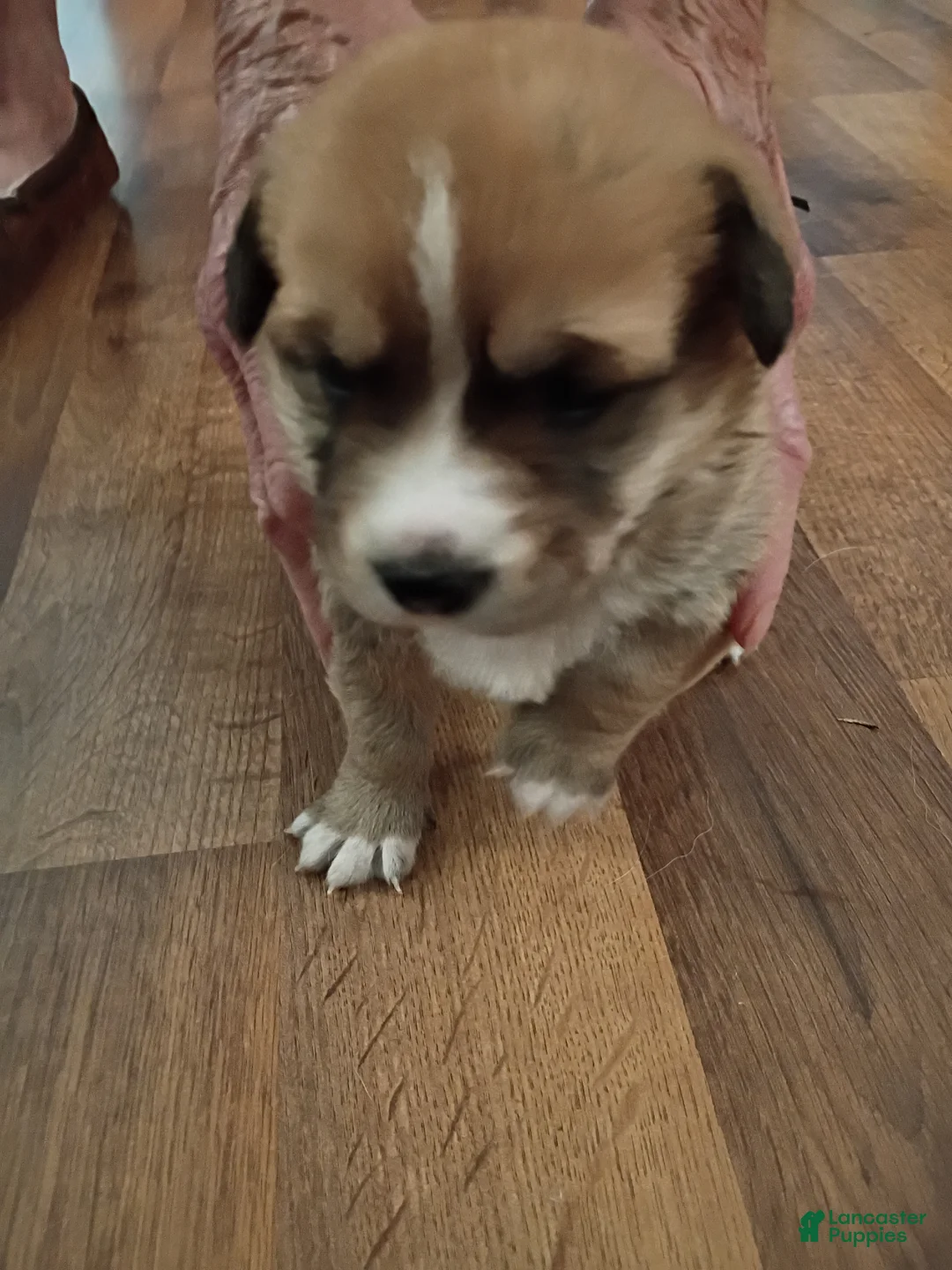 Mixed Breed dogs for sale: Mixed Breed 1 - Ad 6