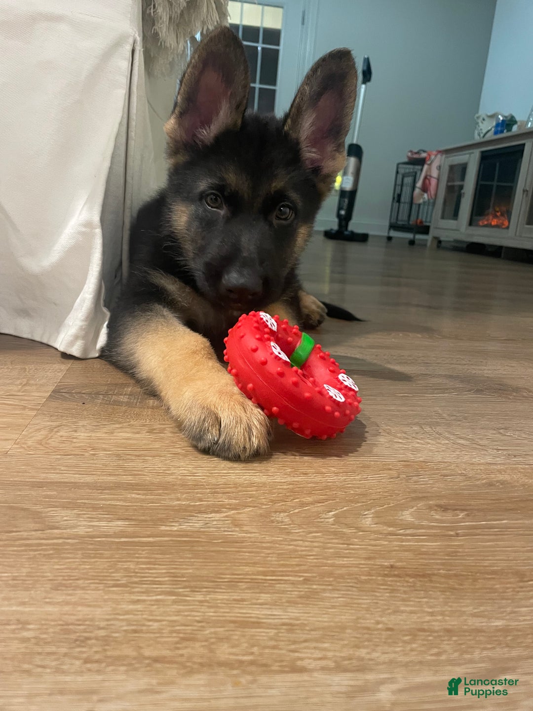 German Shepherd dogs for sale: Sugar/purple collar - Ad 31
