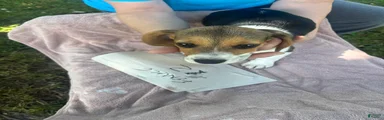 Beagle 4