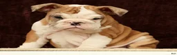 English Bulldog dogs for sale: Liberty - Ad 3