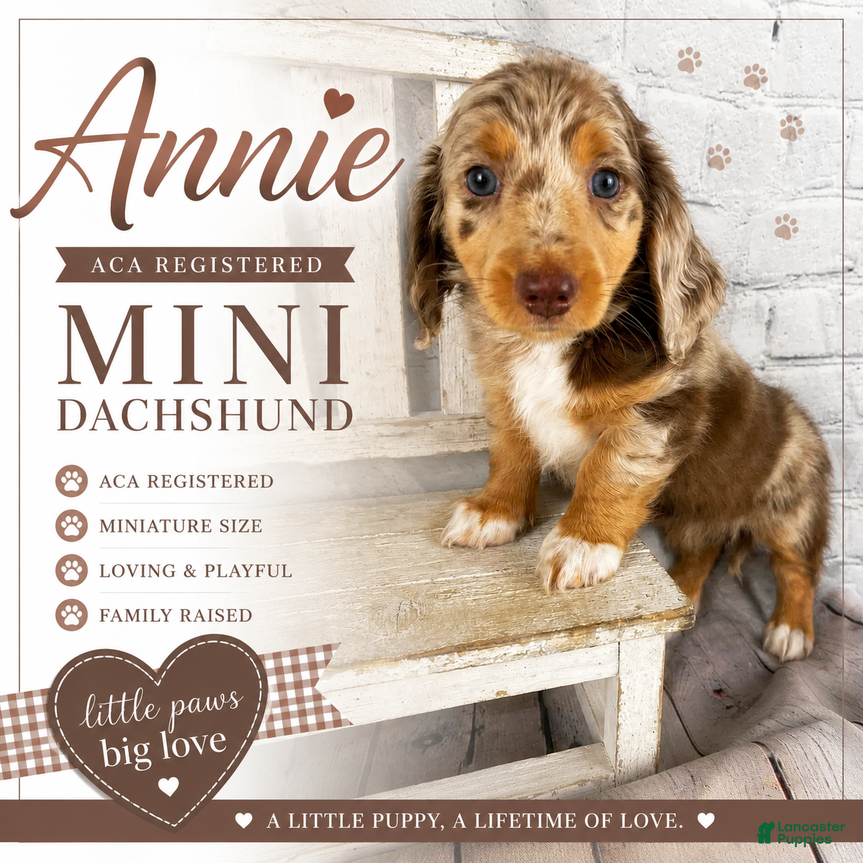 Miniature Dachshund dogs Annie - Ad 1