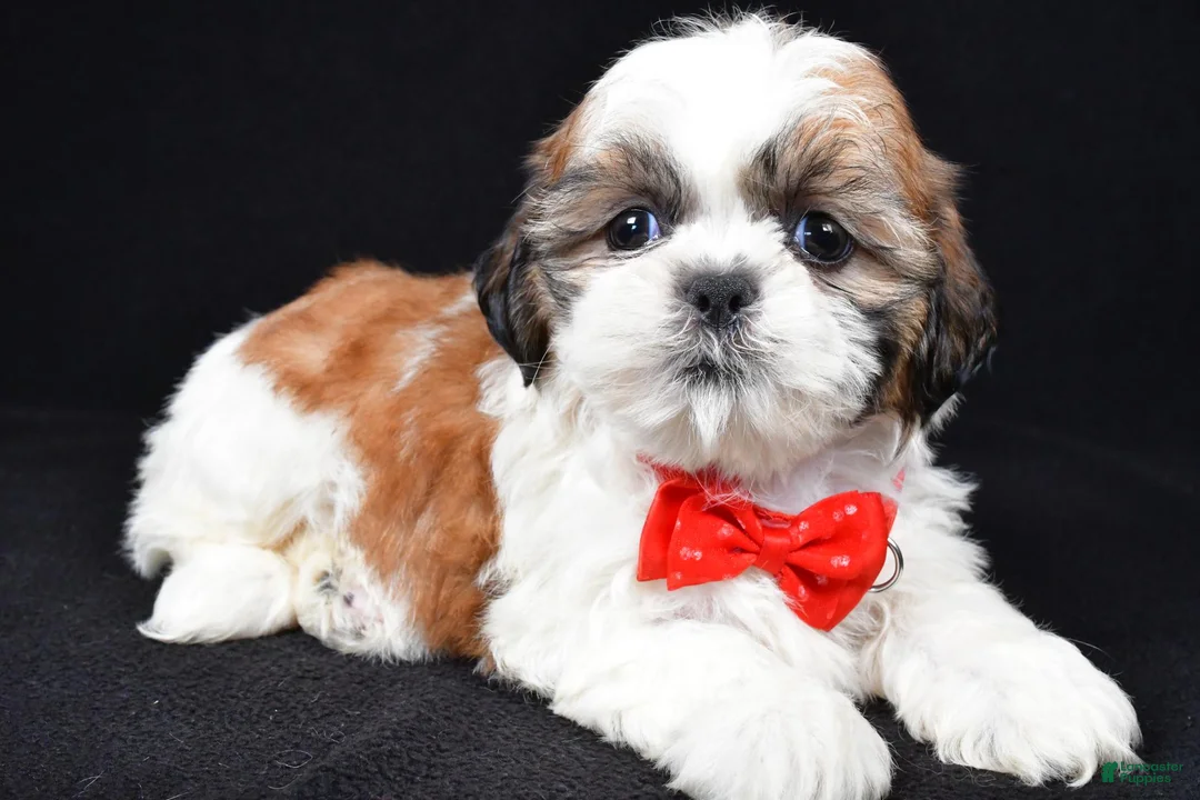 Shih Tzu dogs for sale: Troy - Ad 1