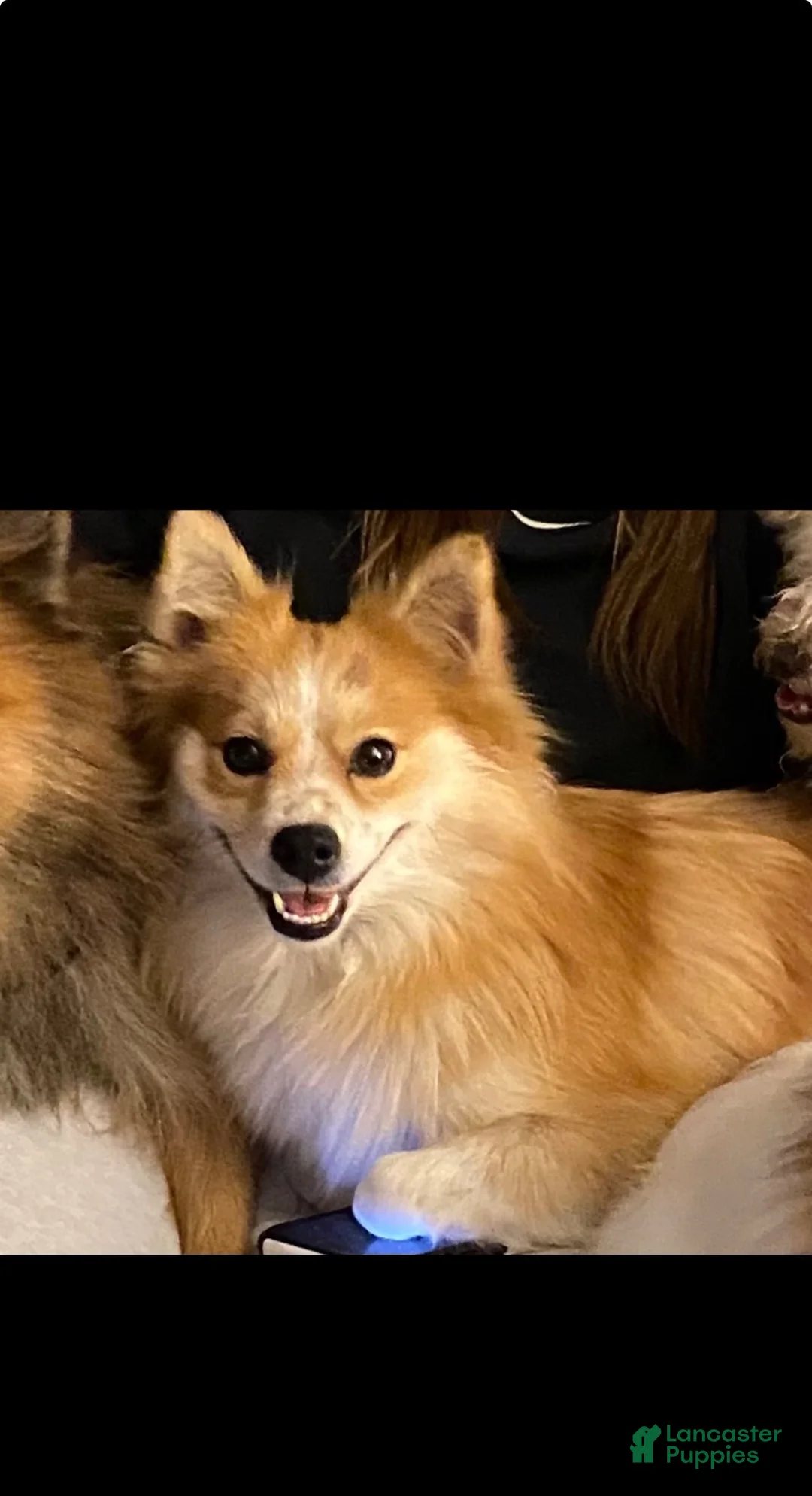 Pomeranian dogs for sale: Pomeranian 1 - Ad 2