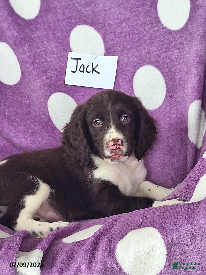 English Springer Spaniel dogs Jack - Ad 1