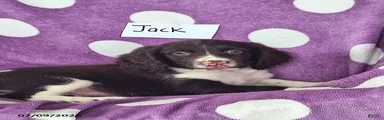 Jack