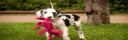 Great Dane dogs for sale: Joy - Ad 8