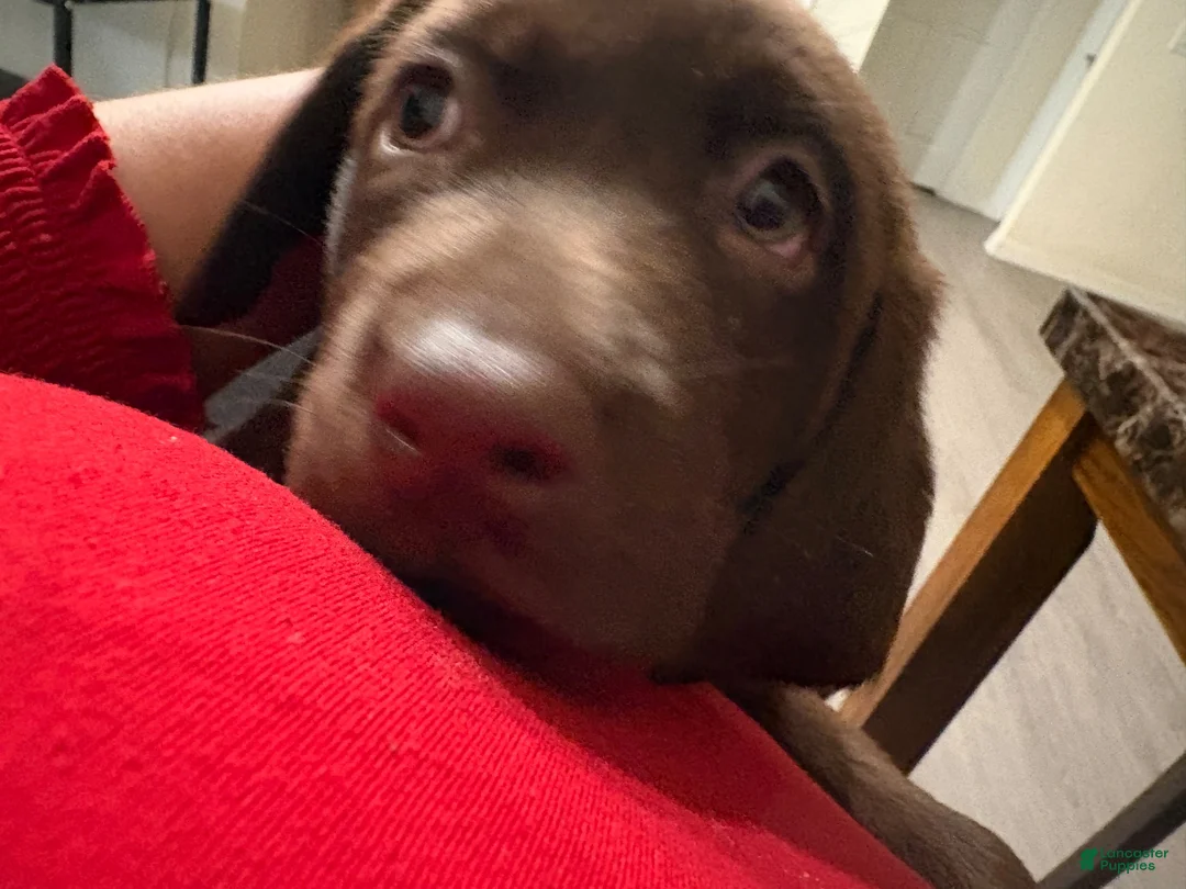 Labrador Retriever dogs for sale: Labrador Retriever 5 - Ad 1