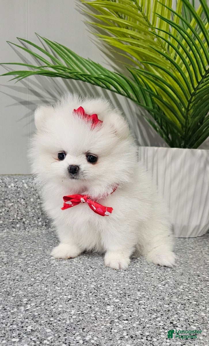 Pomeranian dogs Sugar Plum - Ad 27