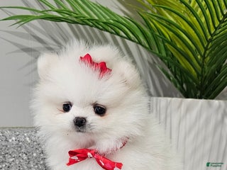 Pomeranian dogs Sugar Plum - Ad 16