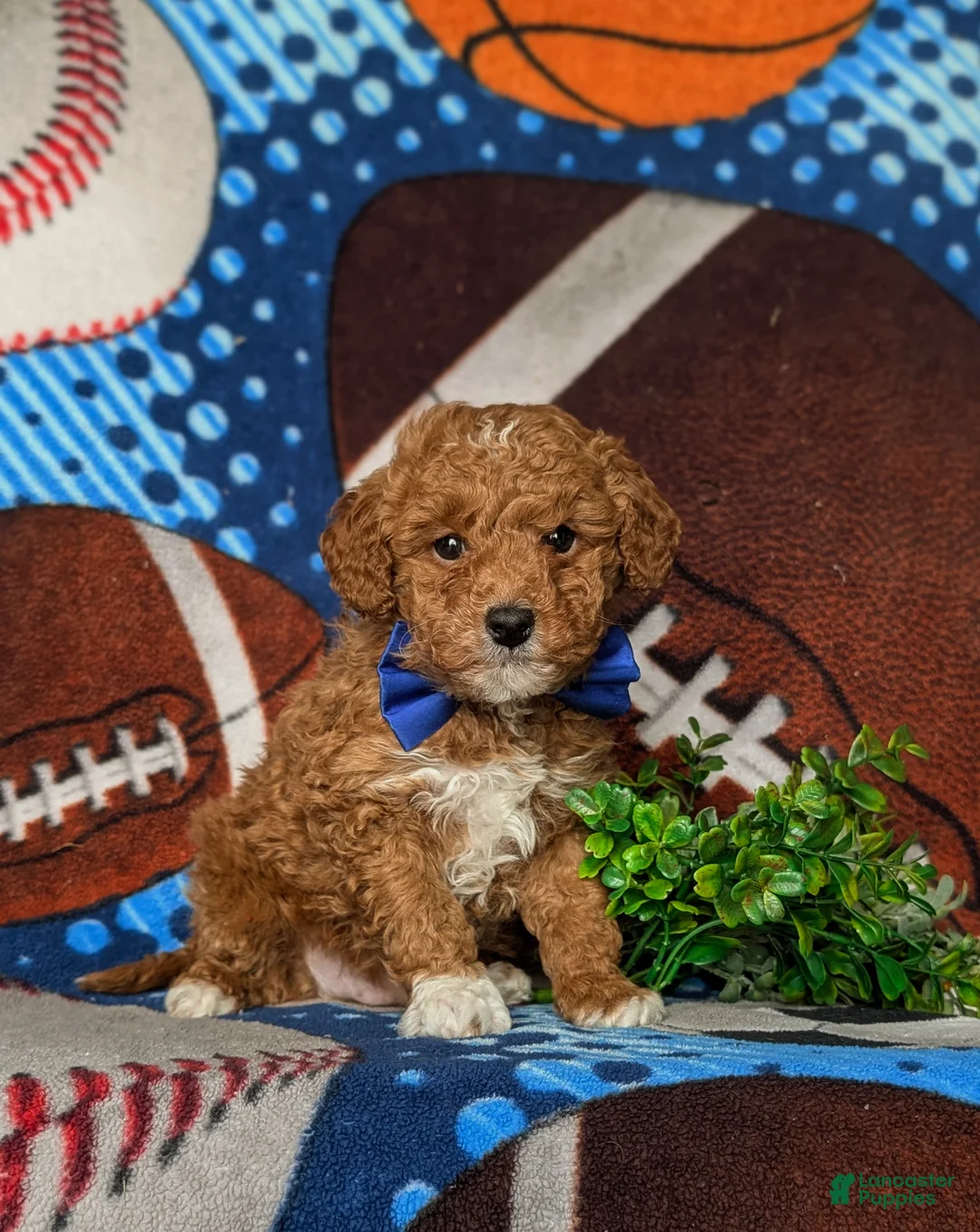 Mixed Breed dogs for sale: Dunmore Hypoallergenic - Ad 4