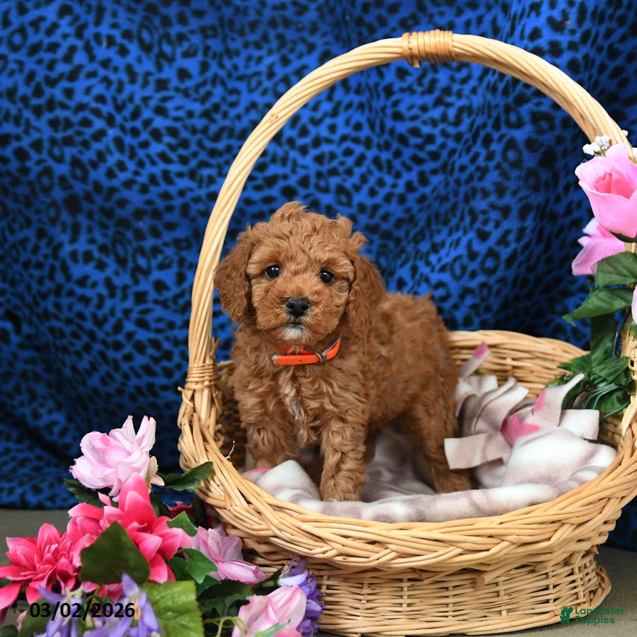 Miniature Poodle dogs Eden - Ad 1