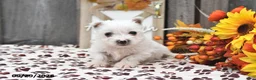 West Highland Terrier dogs for sale: Wendy - Ad 4