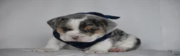 Beabull dogs for sale: Champ - Ad 10