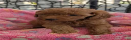 Toy Poodle dogs for sale: Vince - Ad 8
