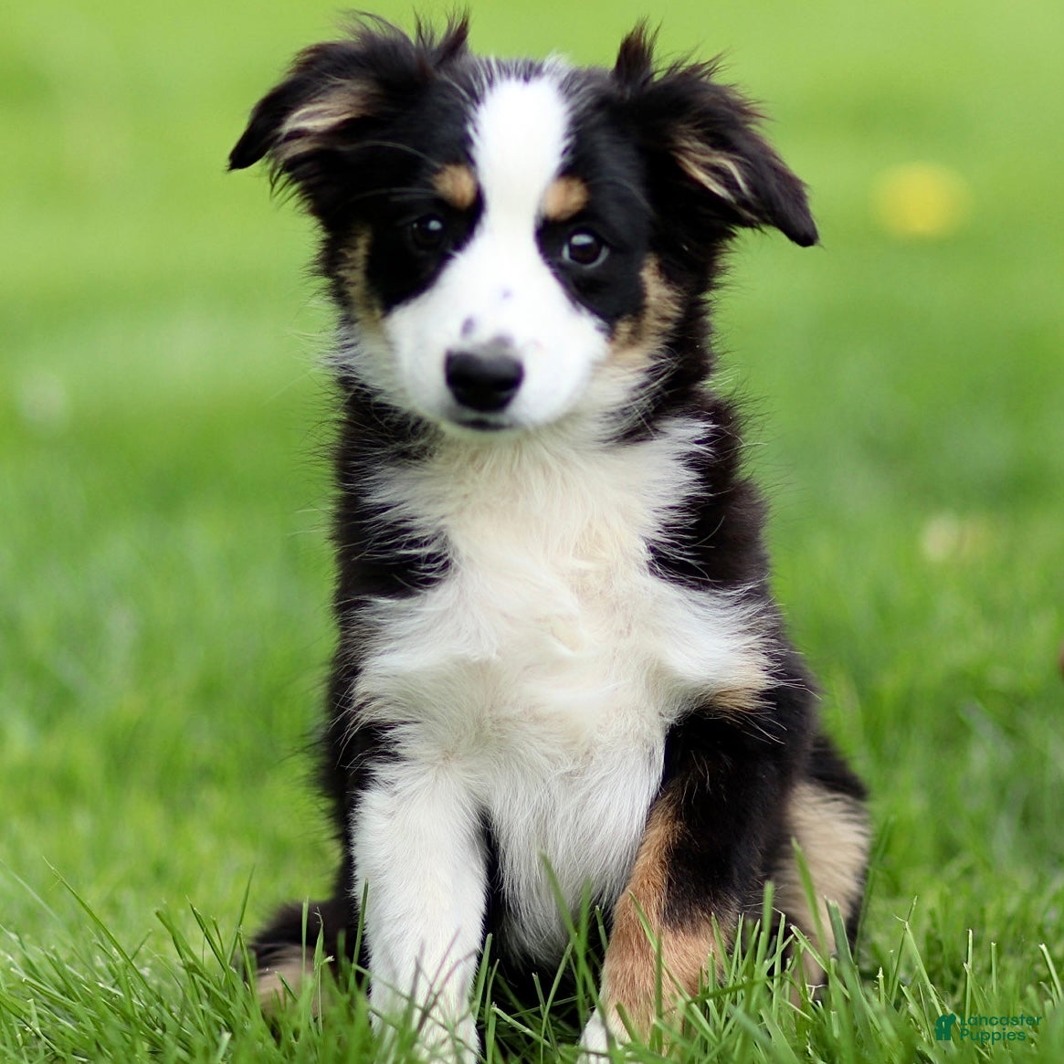 Miniature Australian Shepherd dogs Jake - Ad 1