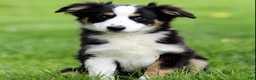 Miniature Australian Shepherd dogs for sale: Jake - Ad 1