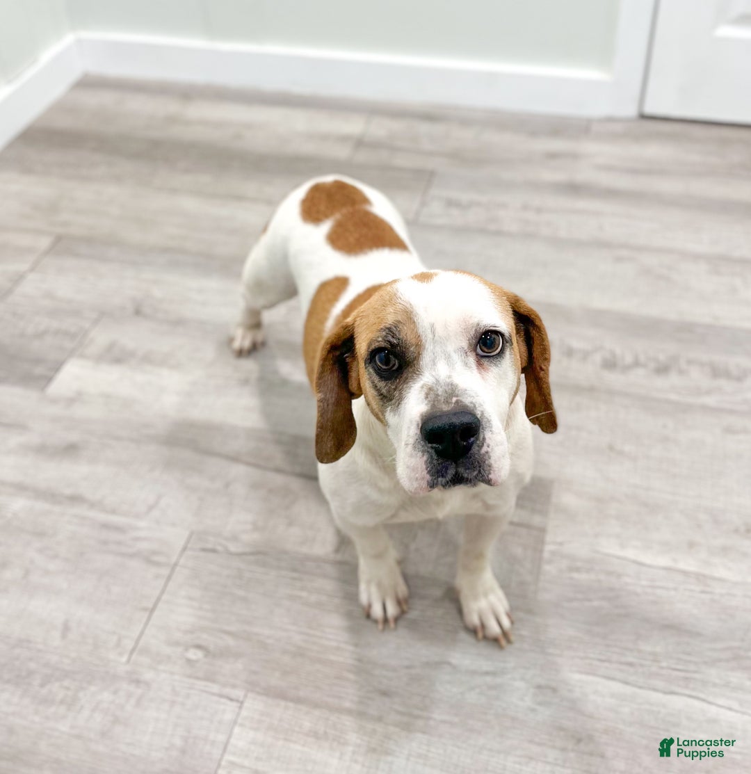 Mixed Breed dogs for sale: Rolo - Ad 6