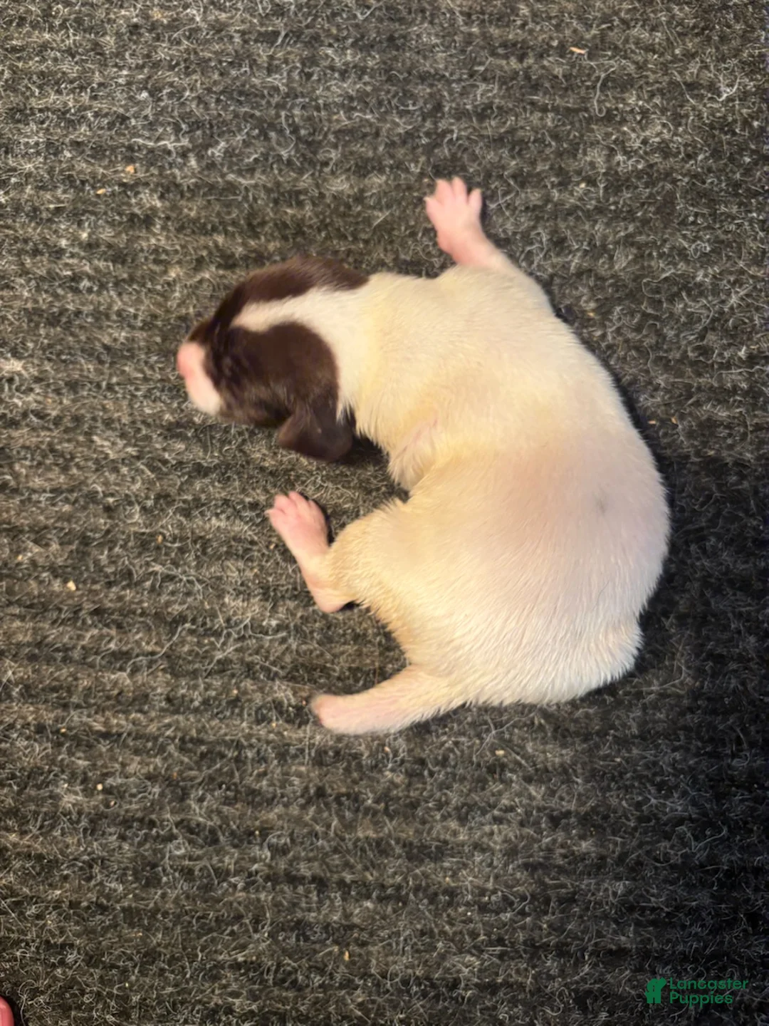 German Shorthaired Pointer dogs for sale: German Shorthaired Pointer Female 3 - Ad 2