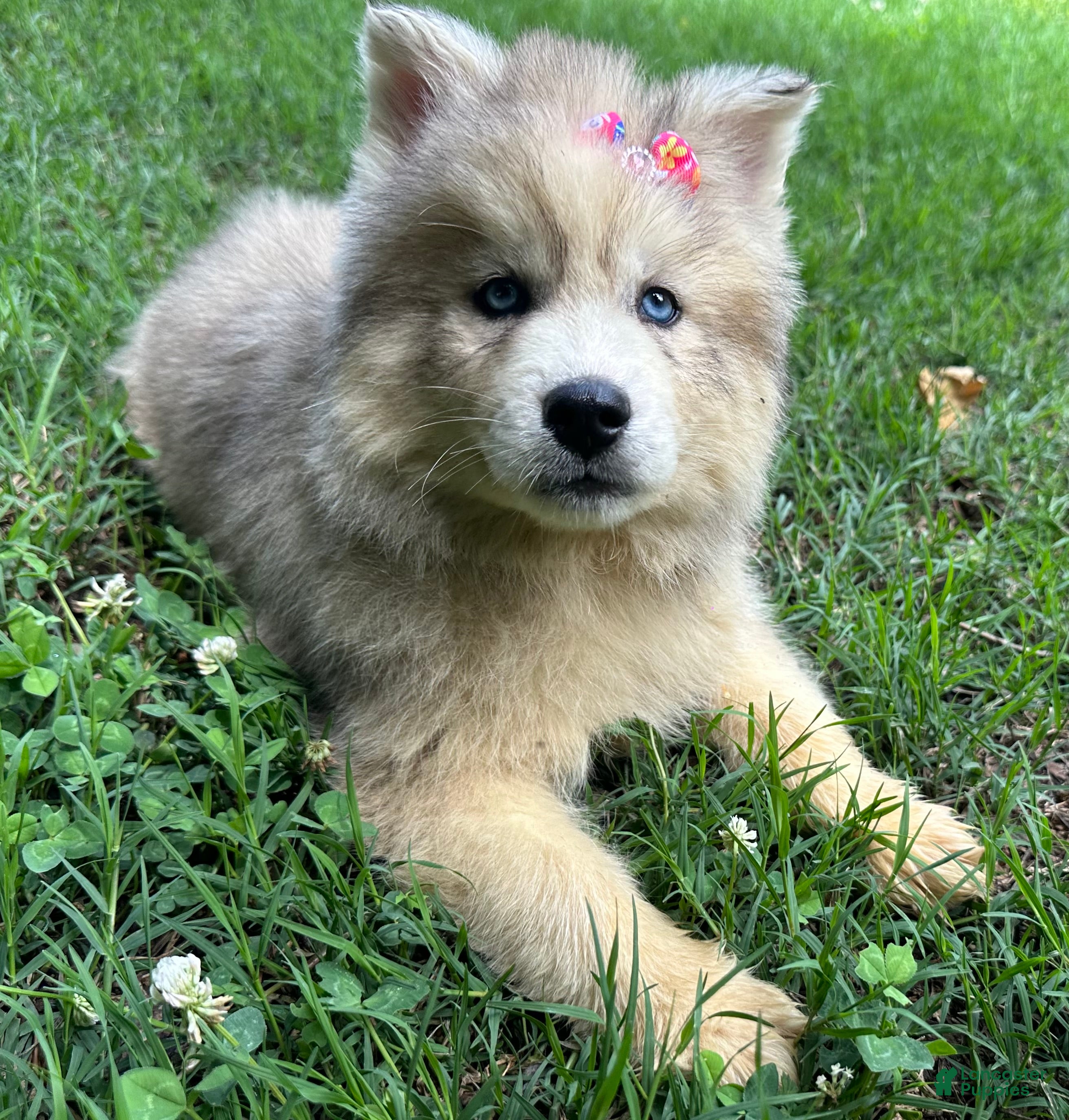 Siberian Husky dogs ROMANiA - Ad 2