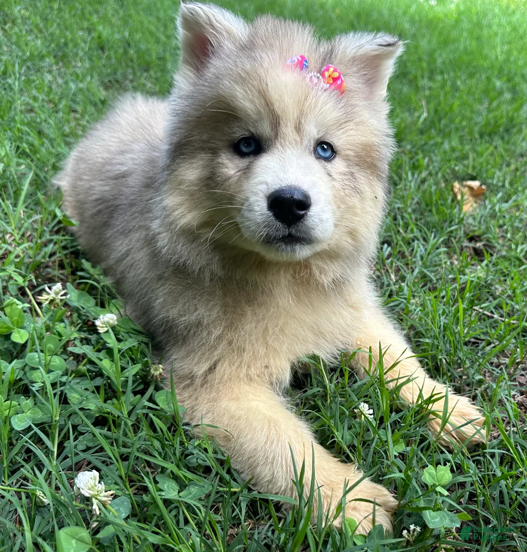 Siberian Husky dogs for sale: ROMANiA - Ad 2